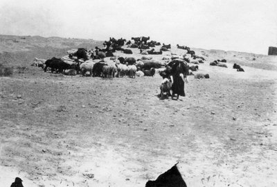 Får græsser uden for Samarra, Mesopotamien, 1918 af Unbekannt