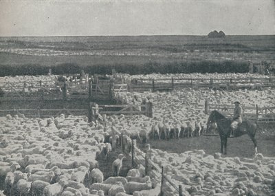 Fårefolde i Australien, 1910 af Unbekannt