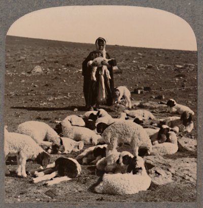 Hyrde og flok, c1900 af Unbekannt