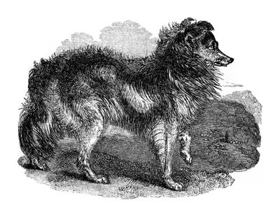 Hyrdehund, 1848 af Unbekannt