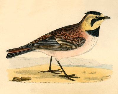 Shore Lark, slutningen af det 19. århundrede. af Unbekannt