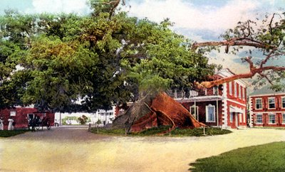 Silk Cotton Tree, Nassau, New Providence, Bahamas, c1900-tallet af Unbekannt