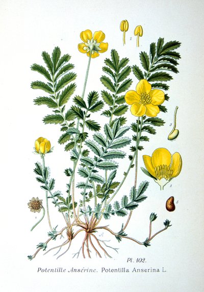 Silverweed, 1893 af Unbekannt
