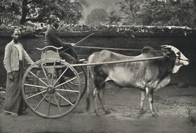 Singhalesisches Zebufuhrwerk, 1926 af Unbekannt