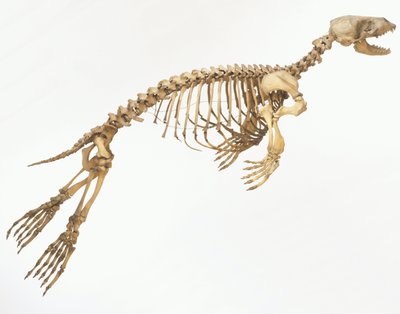 Skelet af en spættet sæl (Phoca vitulina) 