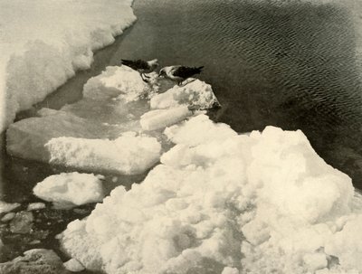 Skua måger ved iskanten, c1908, 1909. af Unbekannt
