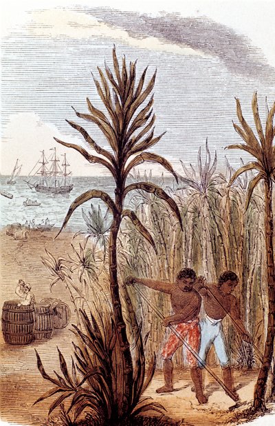 Slaver, der dyrker sukkerrør i Vestindien, 1852 af Unbekannt