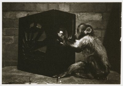 Lille abe, der leger med skiverne på en radio, taget af en ukendt fotograf omkring 1935 af Unbekannt