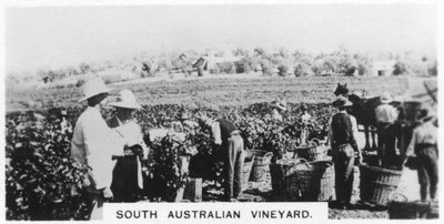 Sydaustralsk vingård, 1928 af Unbekannt