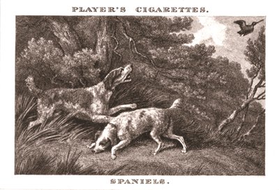 Spaniels, 1924. af Unbekannt