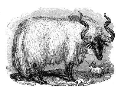 Spanske får, 1848 af Unbekannt