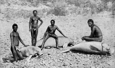 Speared manatee, det nordvestlige Australien, 1922 af Unbekannt