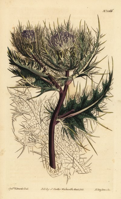 Den mest tornede tidsel, Cirsium spinosissimum (fjerlig hovedet cnicus, Cnicus spinosissimus) af Unbekannt