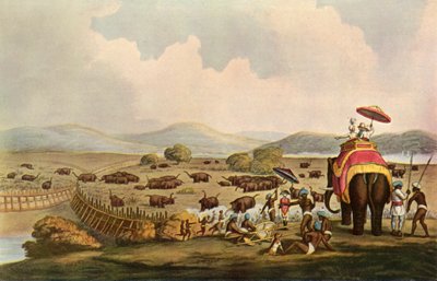 Sport i Indien - At køre elefanter ind i en Keddah, c1808, 1901. af Unbekannt