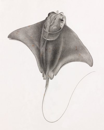 Stingray, nærbillede fra toppen af Unbekannt