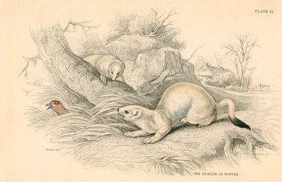 Stoat Mustela erminea, medlem af væselfamilien, 1828 af Unbekannt