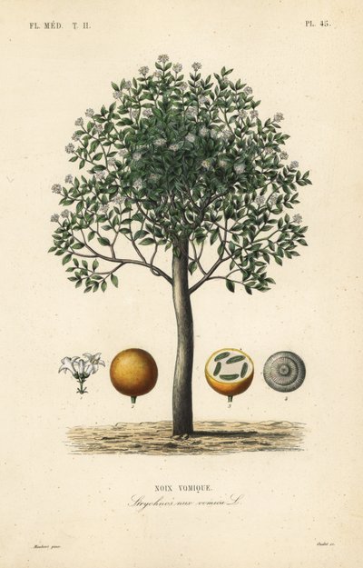 Strychnine tree, nux vomica, giftnød eller sædstrychnos, Strychnos nux-vomica, Noix vomique af Unbekannt