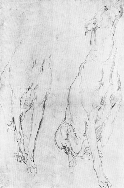 Studie for greyhound i portrættet af hertugen af Richmond, c1634 1900 af Unbekannt