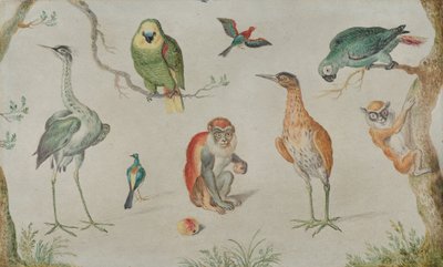 Studie af fugle og aber, 16601670. af Unbekannt