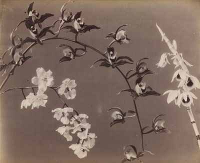 Undersøgelse af orkideer, ca. 1870