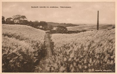 Sukkerrør i Arrow Trinidad, c1900 af Unbekannt
