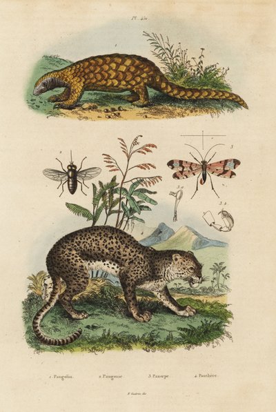 Sunda pangolin, Manis javanica, kritisk truet 1, leopard, Panthera pardus 4, hesteflue, Tabanus rostratus 3, skorpionflue, Panorpa communis 3 af Unbekannt