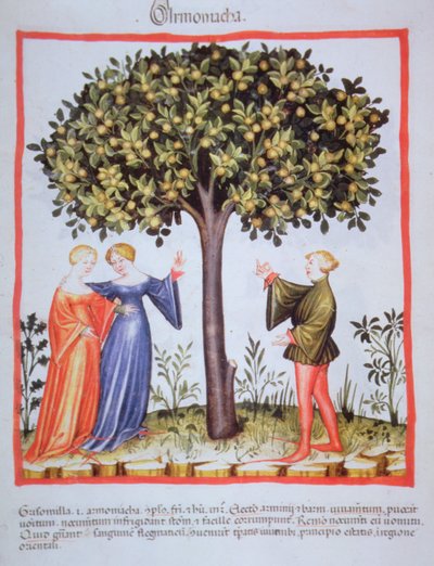"Tacuinum Sanitatis" Codex Vindobonensis Nova Series 2644, fol. 9, Plukke abrikoser, Miniature (1370-1400) (maling på papir) af Unbekannt