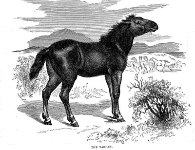 Tarpan, 1884 af Unbekannt
