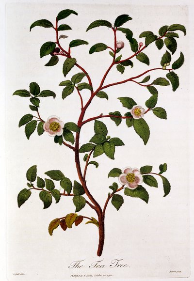 Te: gren af Camellia sinensis, 1798 af Unbekannt