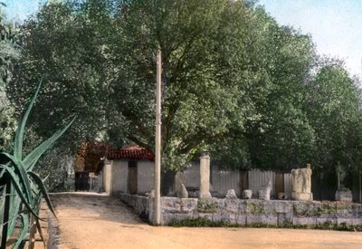 Terebinth-træ, Hammam Meskoutine, Algeriet af Unbekannt