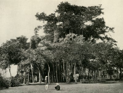 The Banyan Tree, Barrackpore, 1870, 1925. af Unbekannt
