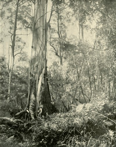 Baronen, et kendt højt træ, 1901. af Unbekannt