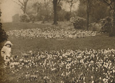 Forårets krokustæppe, c1935. af Unbekannt