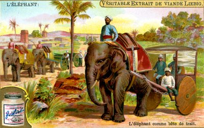 Elefanten som trækdyr, ca. 1900 af Unbekannt