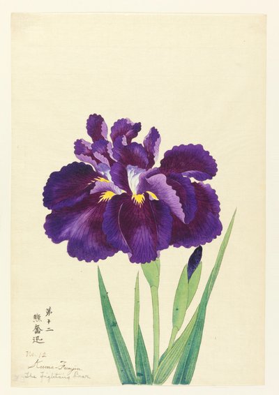 Den Fighting Bjørn (Funjin), No. 12, ca. 1910 af Unbekannt