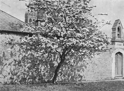 The Glastonbury Thorn, 1902 af Unbekannt