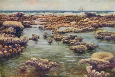 The Great Barrier Reef, 1923. af Unbekannt