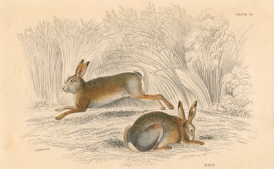 Haren Lepus europaeus, 1828 af Unbekannt