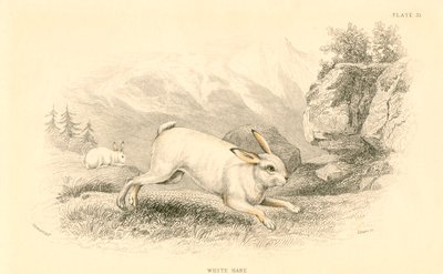 Haren Lepus europaeus, 1828 af Unbekannt