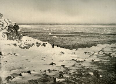 The Last of the Penguins lige før deres migration i marts, c1908, 1909. af Unbekannt