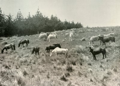 De manchuriske ponyer på Quail Island, Port Lyttelton, c1907, 1909 af Unbekannt