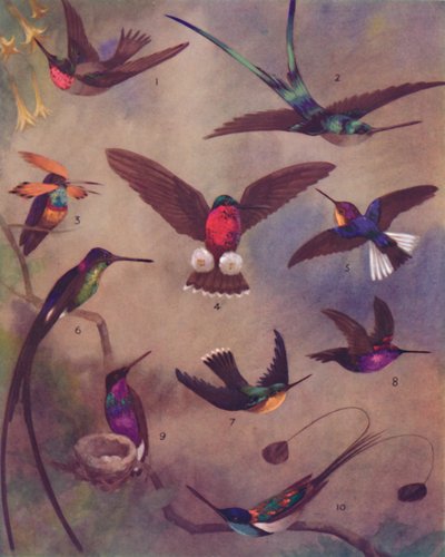 The Marvelous Color of Humming-Birds, 1935 af Unbekannt