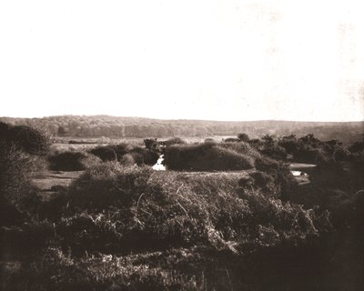 The New Forest, Hampshire, 1894. af Unbekannt