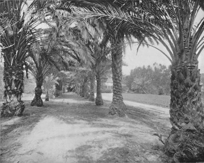 The Palms of Glenannie, Florida, 1800-tallet af Unbekannt