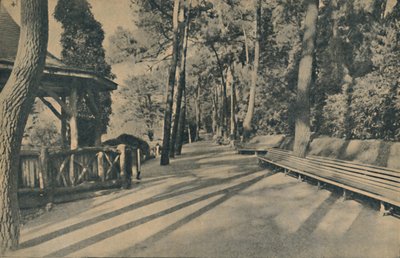 Fyrretræet, 1929 af Unbekannt