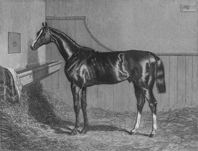 Den Rt. Hon. Jarlen af Lichfields Elis. Vinder af St. Leger 1836, 1911 af Unbekannt
