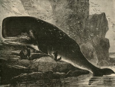 Sperm-Whale, 1882. af Unbekannt