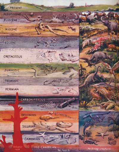 The Succession of Life in the Rocks, 1935 af Unbekannt