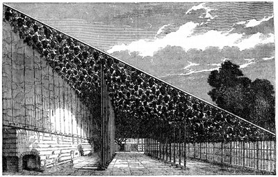 The Vinery at Hampton Court, 1800-tallet af Unbekannt