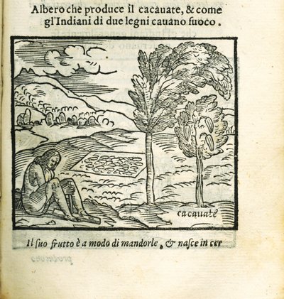 Kakaotræet. Fra Historia del Mondo Nuovo af Girolamo Benzoni, 1563. af Unbekannt